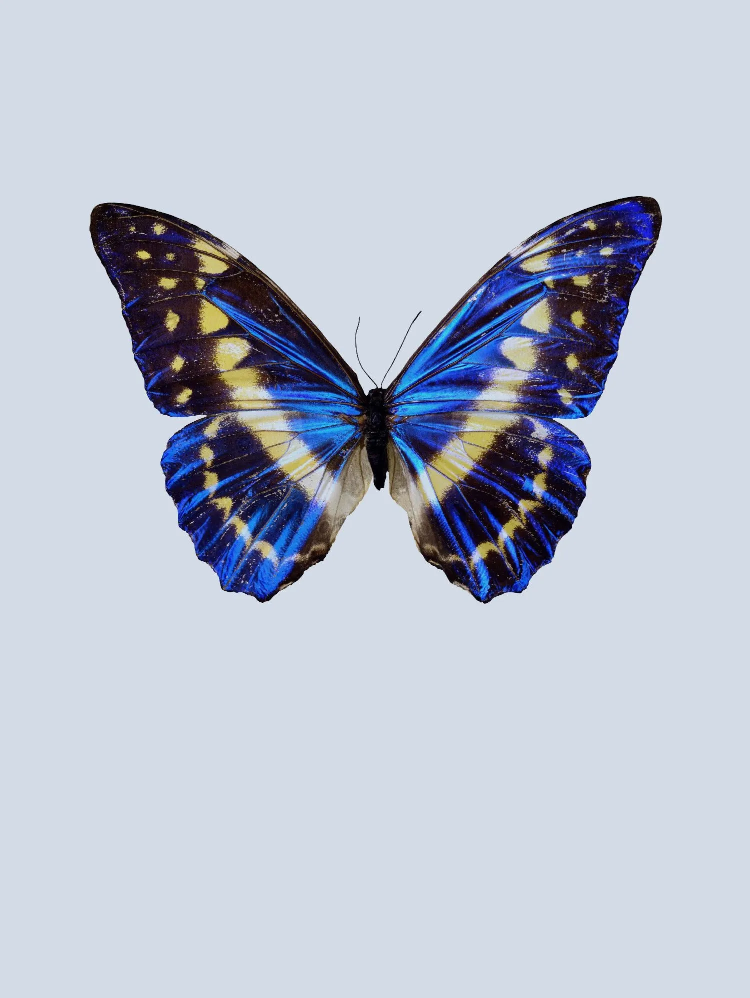 Blue Butterfly